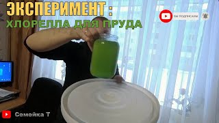 👍ХЛОРЕЛЛА👍 - Эксперимент по ВЫРАЩИВАНИЮ дома! /Свой пруд для рыбы на своём участке. Наш ПРУД НА ДАЧЕ