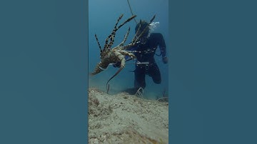 Gotteeemmm 🦞 #lobster #crayfish #commercialdiving #greatbarrierreef