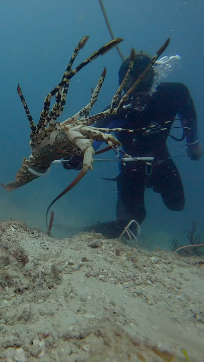 Gotteeemmm 🦞 #lobster #crayfish #commercialdiving #greatbarrierreef