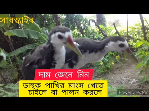 ভিডিও: গিনি পাখি কোথায় কিনবেন