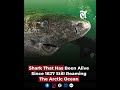 Shark That Has Been Alive Since 1627 Still Roaming The Arctic Ocean #sharks #arcticocean