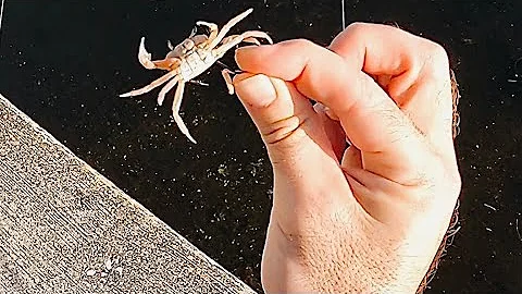 Use THIS RIG + Fiddler Crabs to Catch More Sheepshead