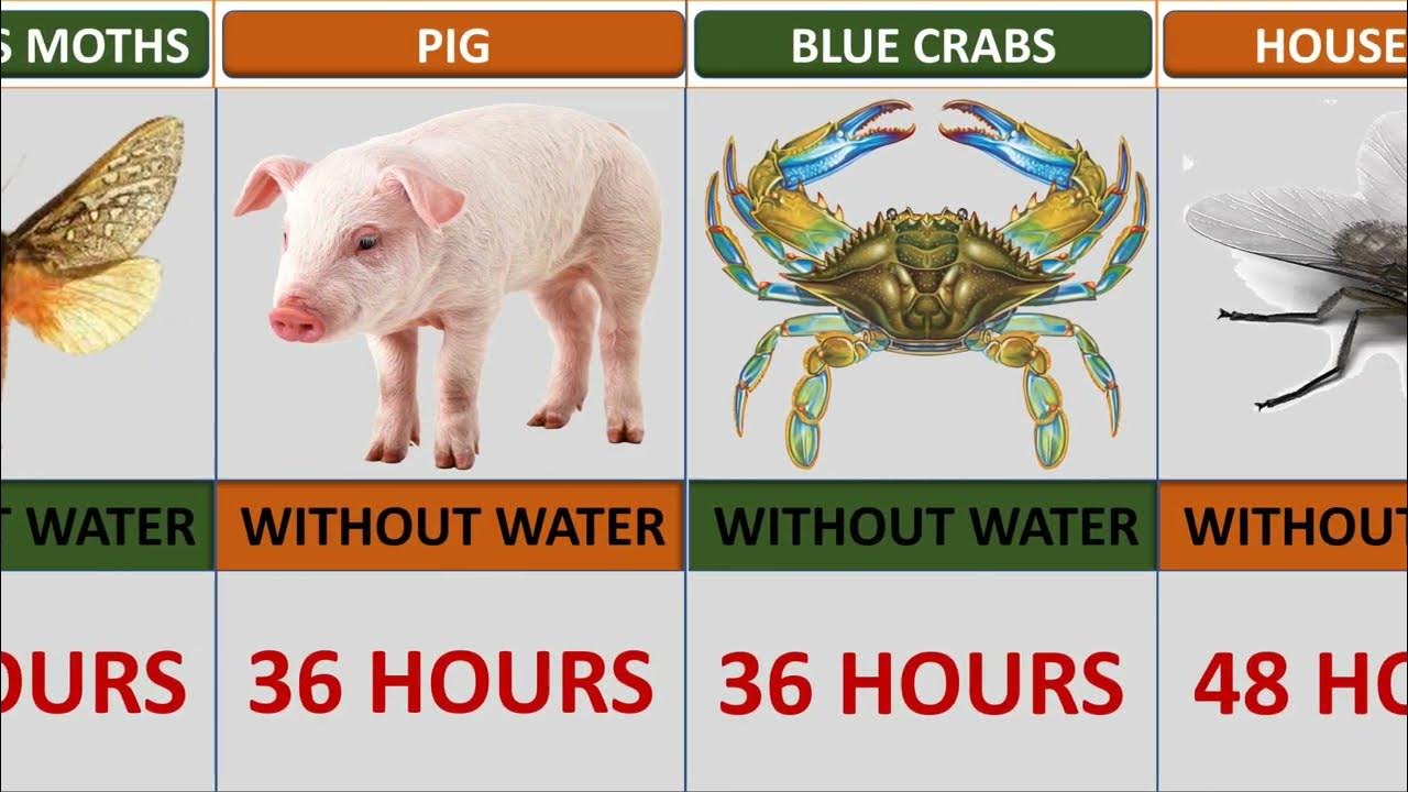 comparison-how-long-animals-can-live-without-water-youtube