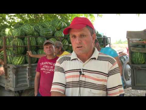 Револтирани земјоделци заради слабиот откуп во Струмица