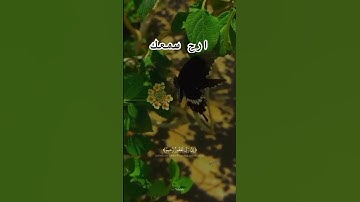 #اسلام_صبحي #islamsobhi #تلاوة_خاشعة #اكسبلور #المصحف #بلغوا_عنى_ولو_اية #لايك #قرآن #quran