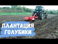 Закладка новой плантации голубики. Начало.