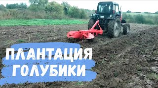 видео: Закладка новой плантации голубики. Начало. картинка: Закладка новой плантации голубики. Начало.