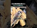 天ぷら屋が絶対に教えたくないナスの揚げ方 !