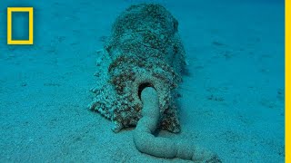 Sea Cucumber Poop Is Surprisingly Good For the Ecosystem | National Geographic