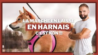 La Marche En Laisse En Harnais Cest Non 