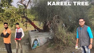 Kareel Tree: An unique and amazing tree of north India