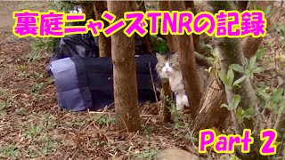 Cat in the back yard, TNR record, part2 ~Finally Bosskichi is here~