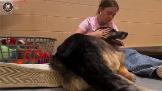 Download Lagu Kicked out right after being adopted, old dog couldn't stop crying as he was loved again MP3 Download Lagu Kicked out right after being adopted, old dog couldn't stop crying as he was loved again MP3
