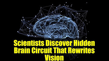 Scientists Discover Hidden Brain Circuit That Rewrites Vision | MIT Brain Research Explained