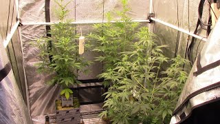 S23:E4 Speedrun Seeds and Mephisto autoflower cannabis grow vlog
