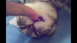 Spaz Cat in a Kitty Coma