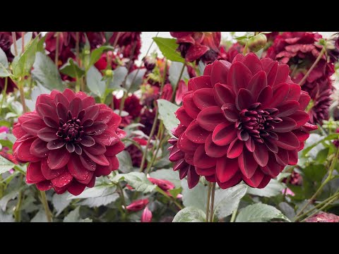 Dahlia Semper Fi