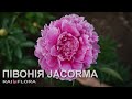 Насичено рожева Півонія JACORMA Насичено рожева Півонія JACORMA