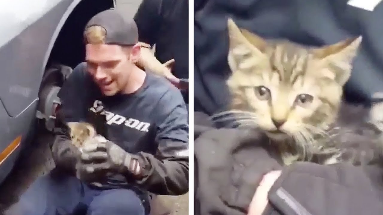 Mechanic Saves Kitten From Car Engine - Mechanic Saves Kitten From Car Engine