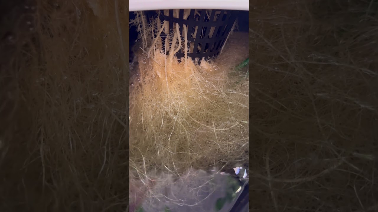 Starting week 6 of flower. Time to bulk up!