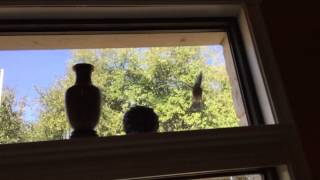 Angry blue bird trying to eat the window! slow mo! YouTube