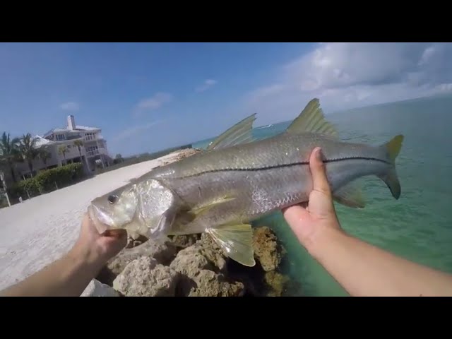 Siesta Key snook fishing 