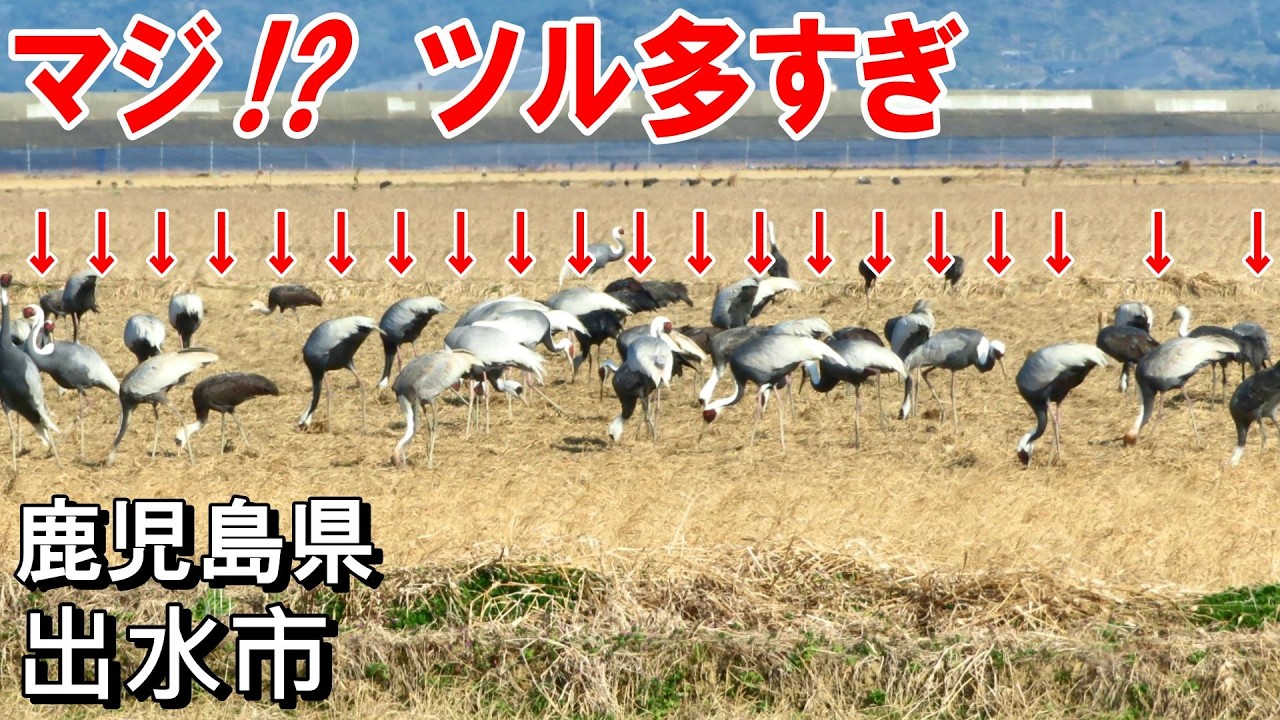 【シニアの一人旅＠鹿児島県出水市】ツルの渡来地で万羽鶴に心奪われた｜出水市の日本一スポット