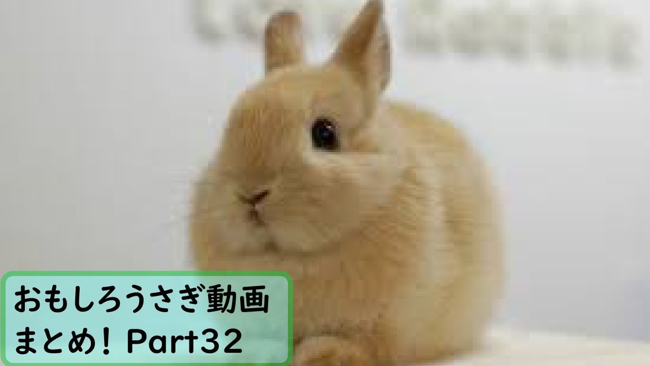 面白 うさぎ おもしろうさぎ動画まとめ 32 かわいい Youtube