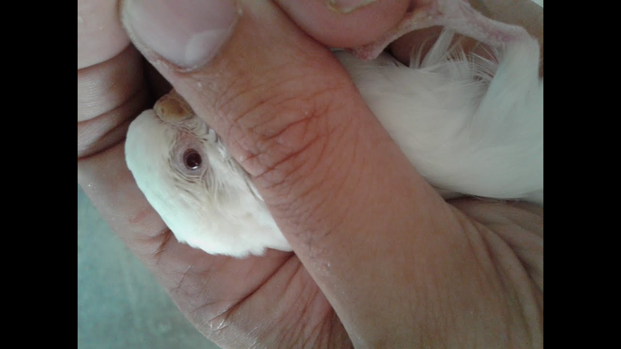 مرض الدمعة عند الطيور وطريقة العلاج(مرض الدمعة عند طيور البادجي)..🐥