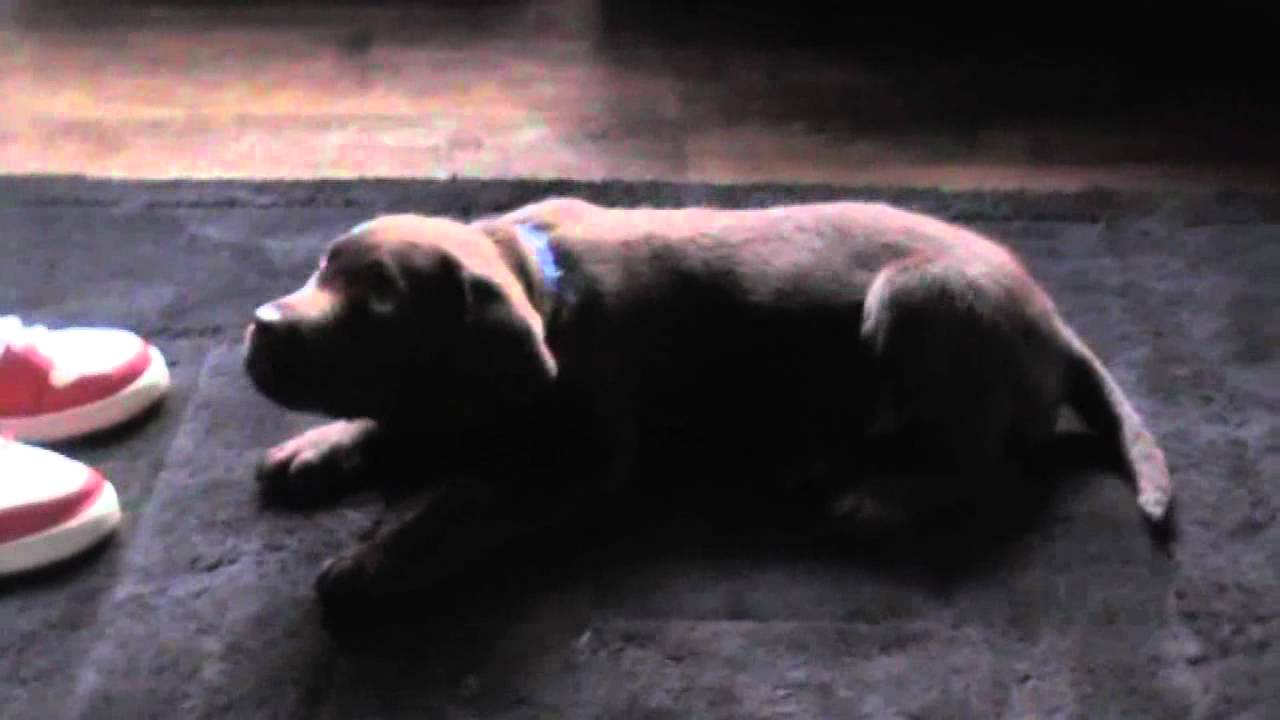 My chocolate Labrador at 13 weeks old. - YouTube