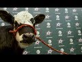 Dallas Stars adopt cow as official team pet