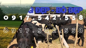 THUỐC RUỒI HIỆU QUẢ CHO TRẠI CHĂN NUÔI