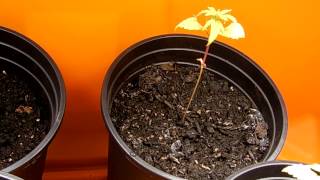 Cannabis Growing, First plants