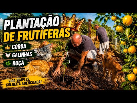 Vida na Roça : plantar sua frutífera desta maneira faz toda diferença e muito mas … || MIRO MLS