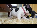 2017年12月 2018年1月生まれフレンチブルドッグ飼い主様へ