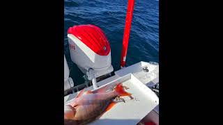 Chasing Massive Mutton Snapper! (Catch/Clean/Cook) - Fishing Adventure in 2024