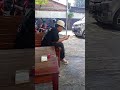 mungkin dia lelah😆🤣 #random #shorts #fypシ゚viral
