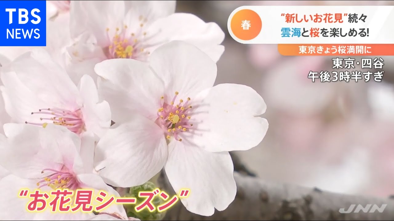 満開 桜トレイン開始 コロナ禍でも楽しめる 新スタイルのお花見 続々 新型コロナ Nスタ Youtube