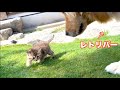 大きなお友達にも動じない保護猫