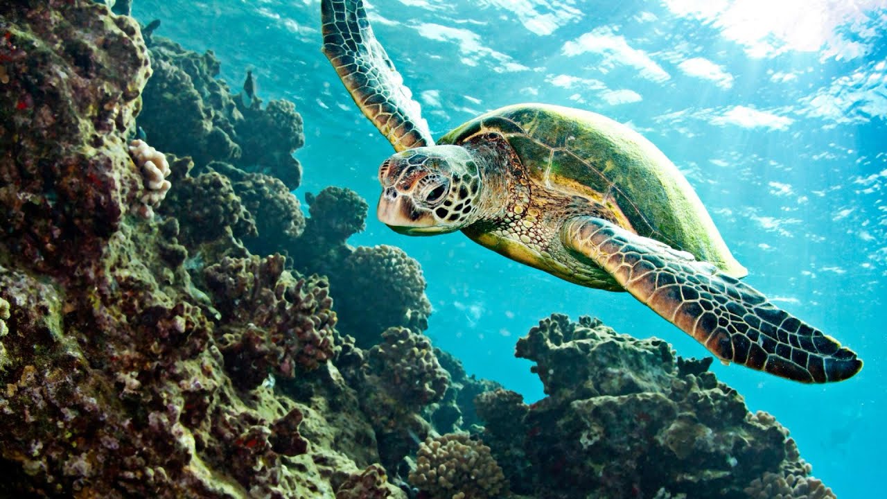 Calendrier de l’avent 2024. 24/24 : « Et tortue apparut. » Conte aborigène d’Australie.