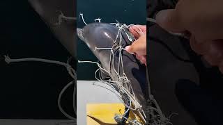 Trapped Dolphin Rescue Effort Ends in Success