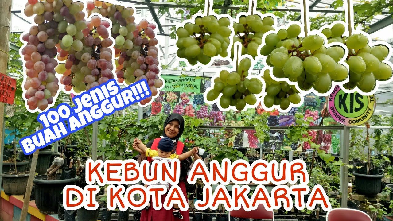 Ke Kebun  Anggur  Import di  Jakarta Part 1 Belajar Cara  