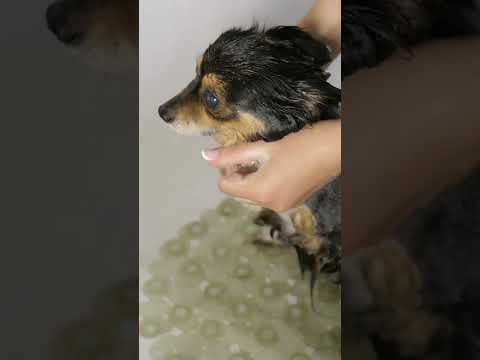 Vídeo: Tratamento para tosse em cães Yorkie