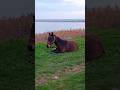 Horse 🐎 lies down and enjoys the view of the lake / Лошадка 🐴 лежит и наслаждается видом на озеро ++