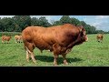Bull breeding experts on Bull Framing Tips – KAGRC |part 1|