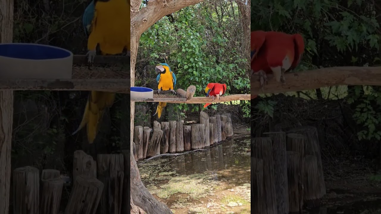 Beautiful Macaws Showing Off Their Vibrant Feathers!