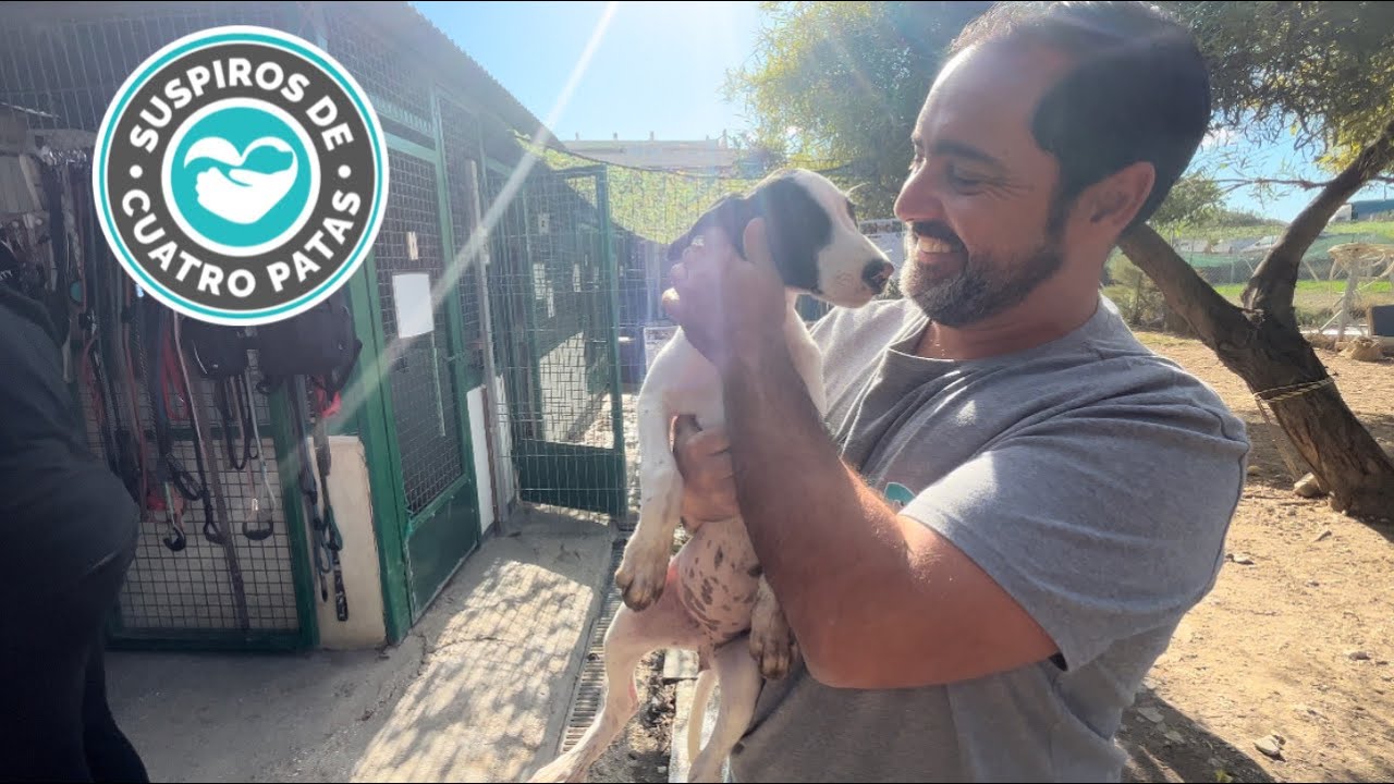 🔵¿Qué es una CASA DE ACOGIDA? / Protectora de animales