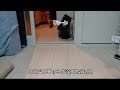 フェレットのクロちゃん、走り方が超可愛い!