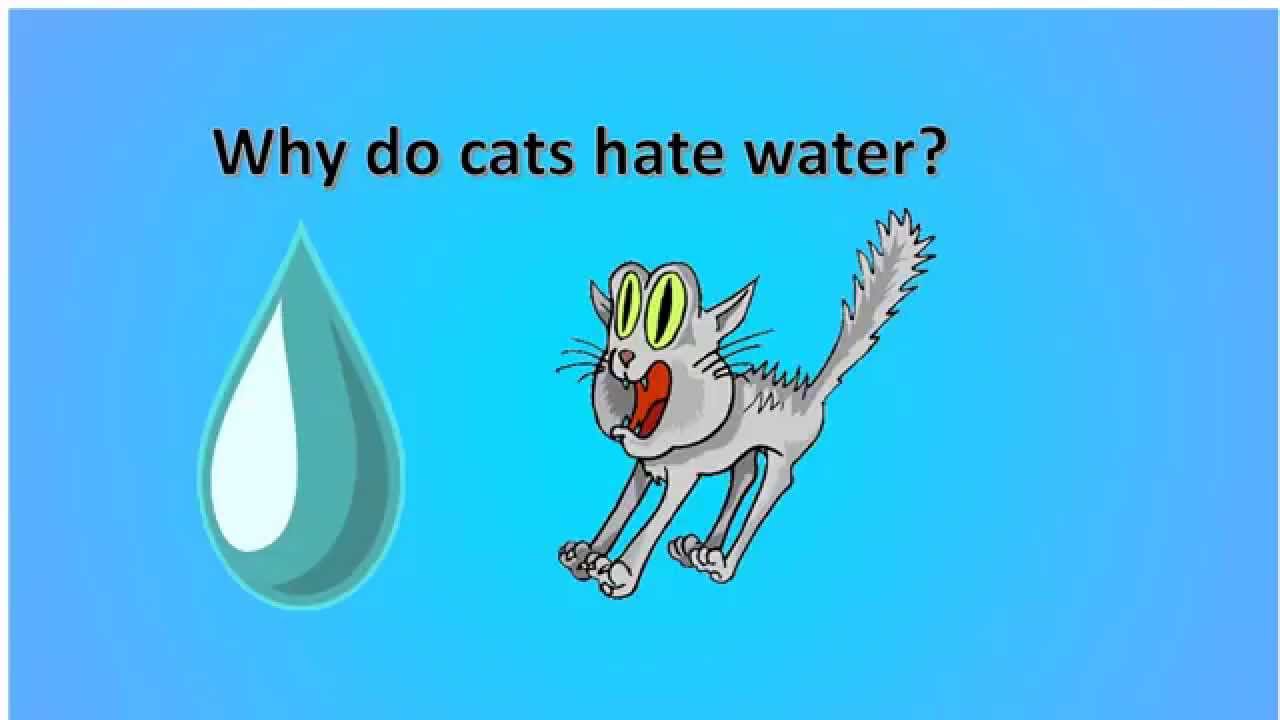 Why do cats hate water? YouTube