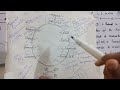 krebs cycle mcqs part 2
